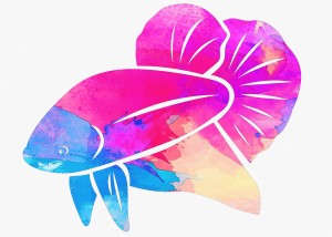 Betta Fish blue head